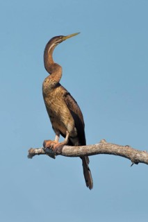 Australasian Darter (Anhinga novaehollandiae) perched on a branch, Northern Territory, Australia