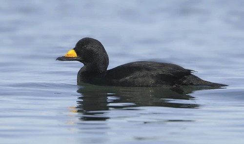 Black Scoter (Melanitta americana), British Columbia, Canada