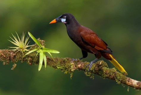 Montezuma-Oropendola (Psarocolius montezuma) at Laguna Lagarto Lodge near Boca Tapada, Costa Rica