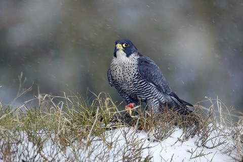 Falcon witch catch dove. Wildlife scene from snowy nature. Cold winter with bird. Falcon eating