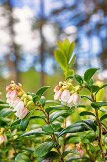 Lingonberry (Vaccinium vitis-idaea) in bloom with pink flowers in a forest in the summer