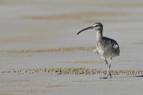 Whimbrel (Numenius phaeopus), Queensland, Australia