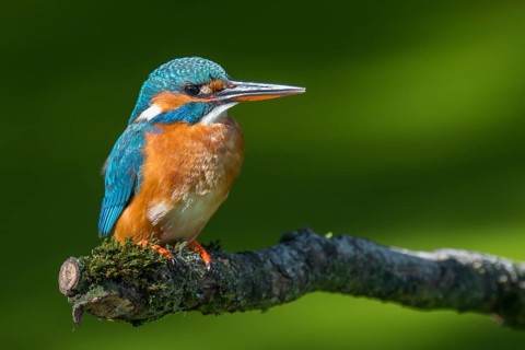 Common Kingfisher (Alcedo atthis) female perched on a branch, Lower Saxony, Germany