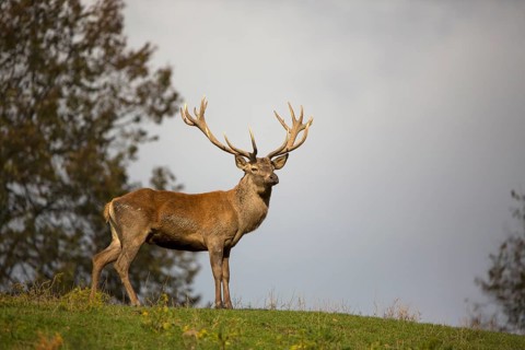 Red Deer stag at the rutting season. Fog in background