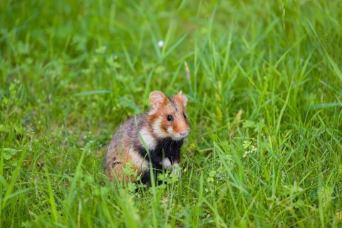 A European hamster (Cricetus cricetus), Eurasian hamster, black-bellied hamster or common hamster,