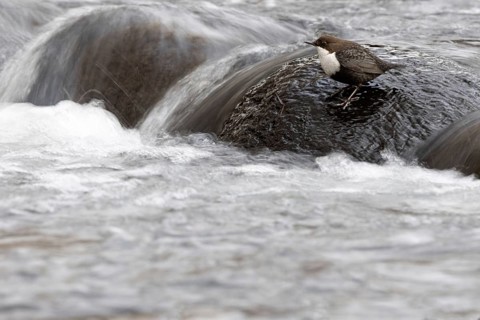 White-throated Dipper (Cinclus cinclus), Mecklenburg-Western Pomerania, Germany