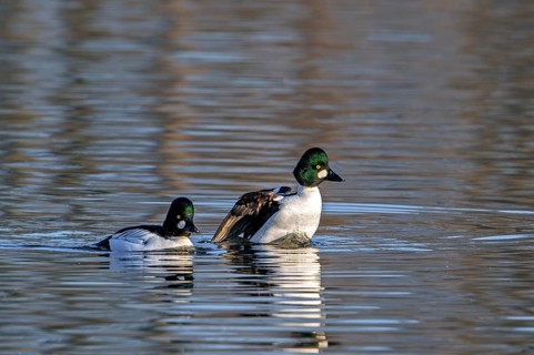 Common goldeneyes (Bucephala clangula) two adult males swimming in lake in winter in evening light