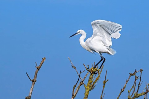 Little egret (Egretta garzetta) perched in tree in late winter, early spring