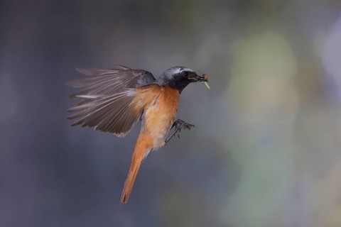 Common redstart (Phoenicurus phoenicurus), male approaching the nest with food in his beak, North