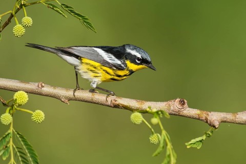Magnolia Warbler (Setophaga magnolia) male perched on a branch, Texas, USA
