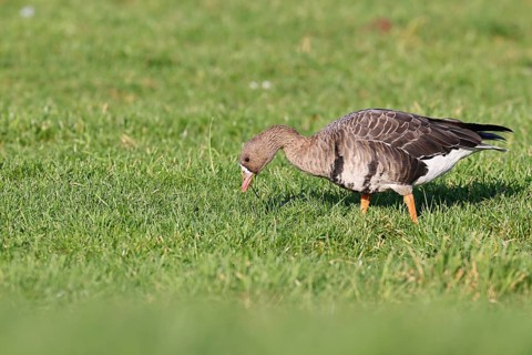 White-fronted goose (Anser albifrons), standing in a meadow in the wintering area, wildlife,
