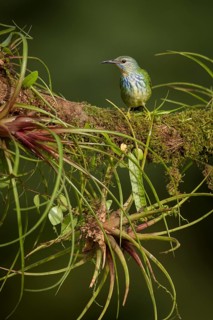 Female shining honeycreeper