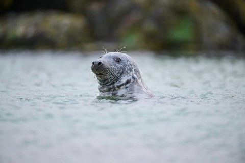 Grey seal (Halichoerus grypus) looking out of the water while swimming in the sea, Düne, Helgoland,
