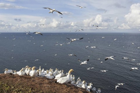 Northern Gannet (Morus bassanus) colony, Schleswig-Holstein, Germany