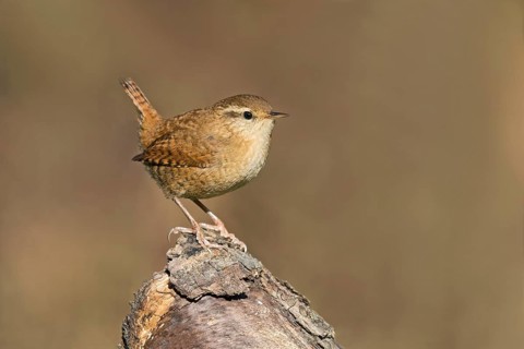 Eurasian Wren (Troglodytes troglodytes) perched on a branch, Aosta Valley, Italy