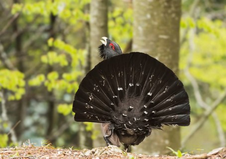 Western Capercaillie (Tetrao urogallus) male displaying, Trento, Italy