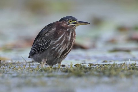 Green Heron (Butorides virescens), Florida, USA