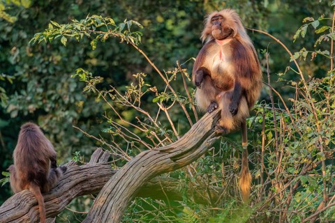 An adult male and a female Gelada (Theropithecus gelada), or bleeding-heart monkey sit close