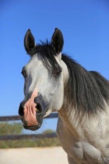 Arabian horse, thoroughbred Arabian, Djerba, Tunisia