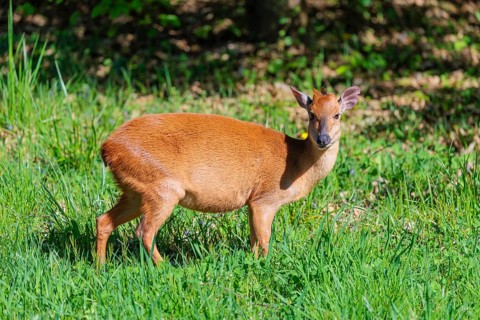 A female Red Forest Duiker (Cephalophus natalensis) stands in a green meadow, eating grass and
