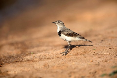 White-fronted Chat (Epthianura albifrons) female perched on the ground, Victoria, Australia