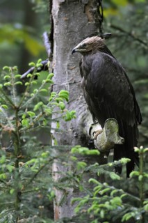 Lesser spotted eagle (Aquila pomarina) perched in a tree