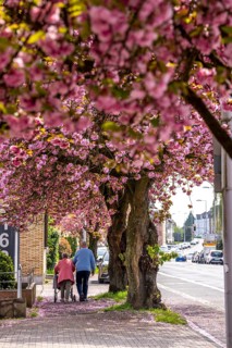 Blooming cherry trees on Saarner Straße in Mülheim an der Ruhr, seniors, spring, North