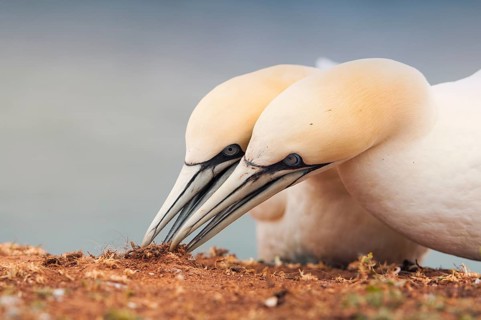 Northern Gannet (Morus bassanus), Schleswig-Holstein, Germany