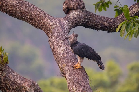 American harpy eagle (Harpia harpyja) female, Carajas National Park, Brazil
