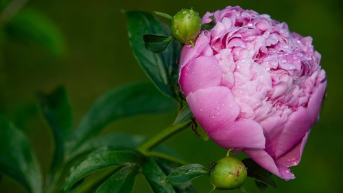 Common peony (Paeonia officinalis), also known as true peony, farmer's peony, garden peony,
