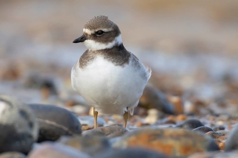 Ringed plover (Charadrius hiaticula) juvenile young wading bird on a beach, Norfolk, England,