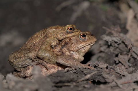 Common toad (Bufo bufo), pair, on the way to spawning waters, evening, toad migration, Bottrop,