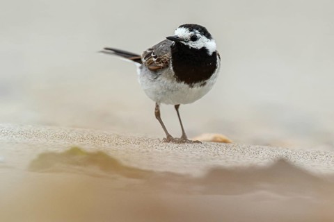 White wagtail (Motacilla alba yarrelli), on beach shore, Dune Island, Helgoland, Germany