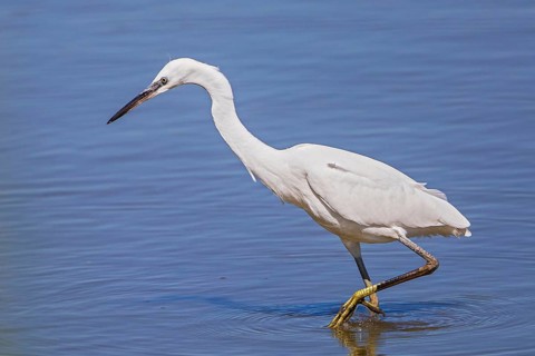 Little Egret (Egretta garzetta) foraging, Baden-Wuerttemberg, Germany