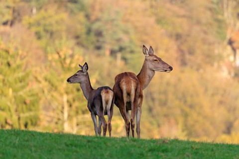 An adult red deer hind (Cervus elaphus) and a calf are standing in a meadow in the beautiful
