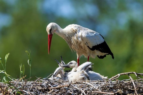 Stork standing protectively over chicks in nest with blurred green landscape, White Stork (Ciconia