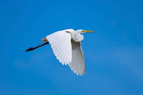 Great Egret (Egretta alba), flying against the blue sky, Black Point Wildlife Drive, Titusville,