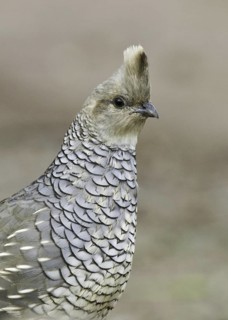 Scaled Quail (Callipepla squamata), Arizona, USA