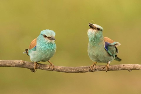 European Roller (Coracias garrulus) pair perched on a branch, Serbia