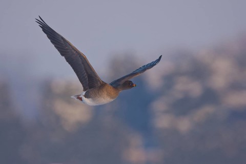 Taiga Bean Goose (Anser fabalis) flying, North Rhine-Westphalia, Germany