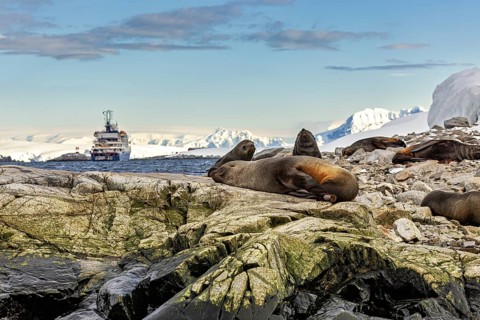 Seals resting on rocks with a ship in the background, Antarctic scenery, seals and harbour seals of