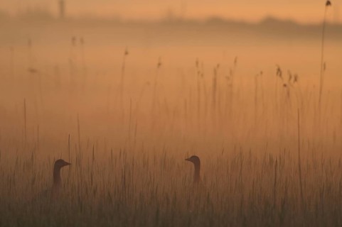 Greylag Goose (Anser anser), Texel, Netherlands
