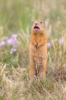 One European ground squirrel (Spermophilus citellus) or European souslik standing in tall grass