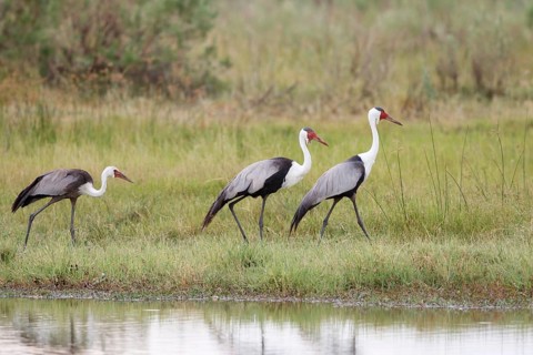 Wattled Crane, Grus carunculata, Botswana, Chobe NP