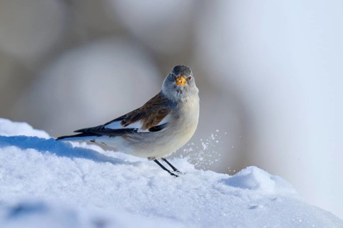 Snowfinch (Montifringilla nivalis), sees snowflakes swirling up while standing on snow, Gemmi Pass,