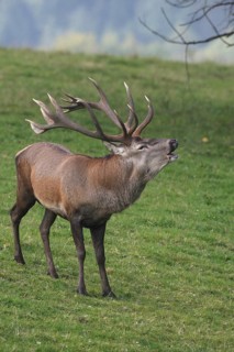 Red deer (Cervus elaphus) roaring in a mountain meadow during the rut, Allgäu, Bavaria, Germany