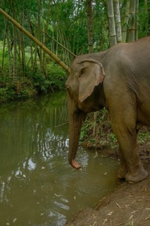 An Asian elephant stands gracefully by a tranquil river, surrounded by lush bamboo in Thailand. The