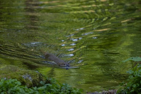 One Eurasian otter (Lutra lutra), swimming in water with green reflections from fresh leaves