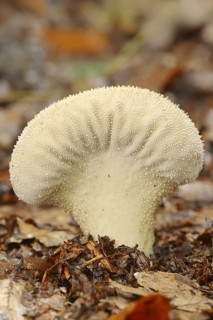 Bottle russula (Lycoperdon perlatum, Lycoperdon gemmatum), North Rhine-Westphalia, Germany
