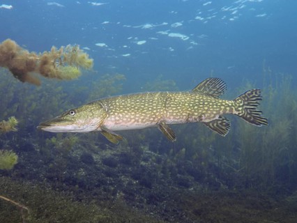 Pike (Esox lucius) swimming in calm, clear water with a blue background and algae. Dive site